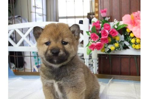 成約済の三重県の柴犬-43877の1枚目